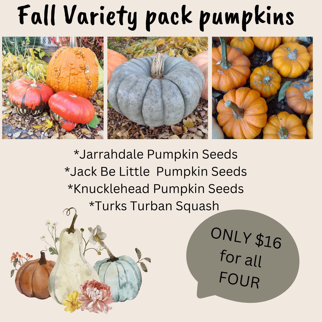 Pumpkin Seed Packets Variety 4 Pack Jarrahdale Knucklehead Etsy