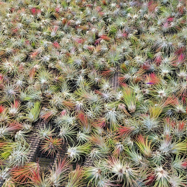 Small Tillandsia Ionantha