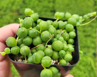 2.5" String of Pearls