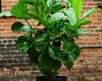 Ficus Lyrata "Fiddle Leaf Fig"