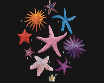 Starfish, Sea Stars, The Class Asteroidea, Scientific Illustration