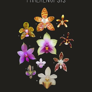 Orchidées, genre Phalaenopsis, illustration scientifique, impression scientifique, illustration botanique, cadeaux pour maman, cadeaux plantes, décoration d'intérieur