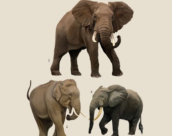 Elephants, The Family Elephantidae, Scientific Illustration, Scientific Print