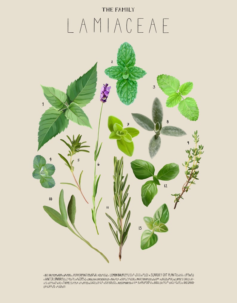 Herbs, the Family Lamiaceae, Scientific Illustration, Botanical ...