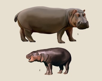 Hippos, The Family Hippopotamidae, Scientific Illustration, Scientific Print