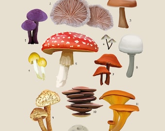 Hongos, Orden Agaricales, Ilustración científica, Impresión científica, Arte rural, Impresión de hongos, Decoración rural, Decoración del hogar, Regalos