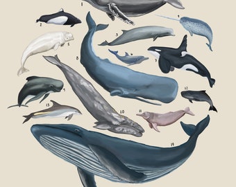 Baleines, Ordre des Cétacés, Illustration Scientifique