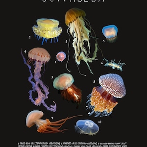 Jellyfish, The Class Scyphozoa, Scientific Illustration, Scientific Print