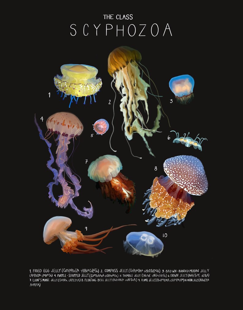 Jellyfish, The Class Scyphozoa, Scientific Illustration, Scientific Print image 1