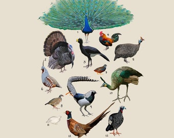 Birds, Heavy Fowl, The Order Galliformes, Scientific Print, Scientific Illustration