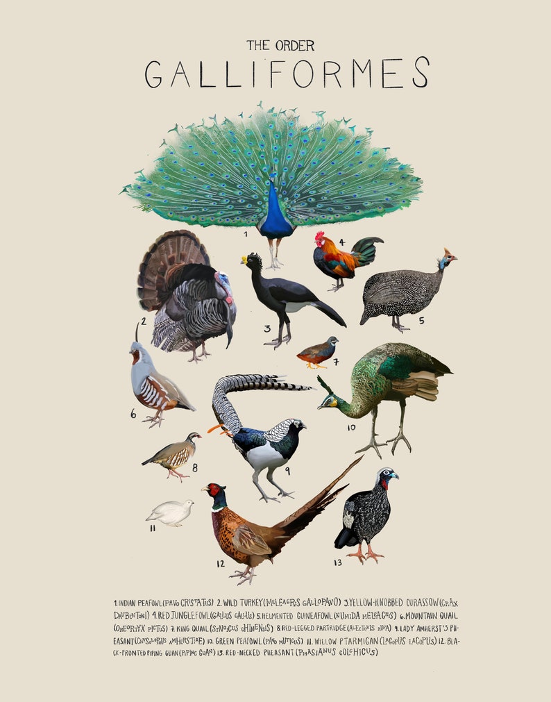 Birds, Heavy Fowl, The Order Galliformes, Scientific Print, Scientific Illustration image 1