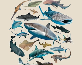 May include: An illustrated guide to the suborder Selachimorpha, featuring 19 different types of sharks. The illustration is in a circular format with the names of each shark listed below the image.