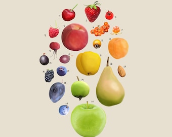 Fruits, The Family Rosaceae, Scientific Illustration, Kitchen Art