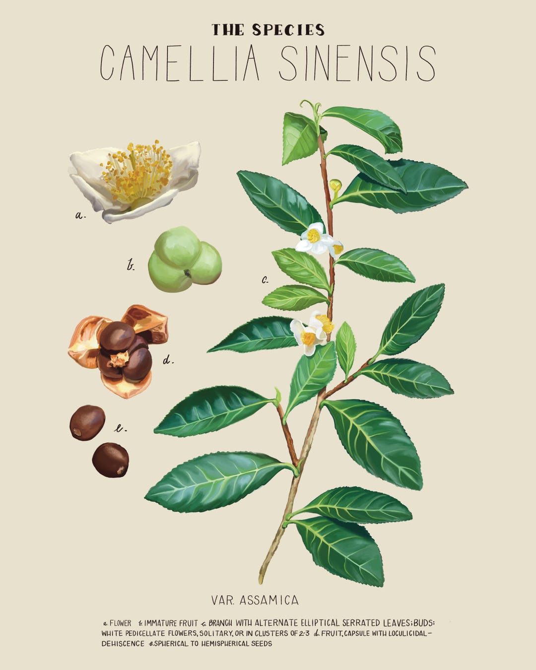 Tea Plant, Camellia Sinensis Var. Assamica, Tea Art, Scientific  Illustration, Botanical Illustration, Kitchen Art, Botanical Art, Cafe Art  - Etsy