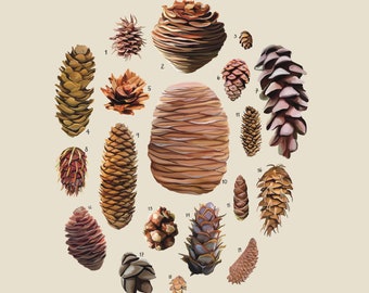 Cones, The Family Pinaceae, Scientific Illustration