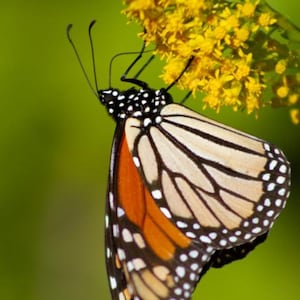 Könnte beinhalten: Ein Monarchfalter mit schwarzen, weißen und orangefarbenen Flügeln sitzt auf einer Gruppe gelber Blüten.