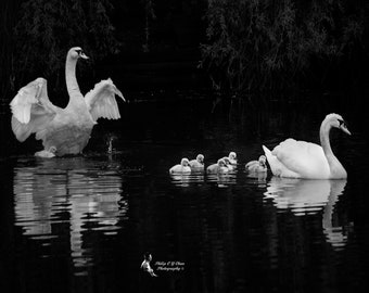 Swan Family