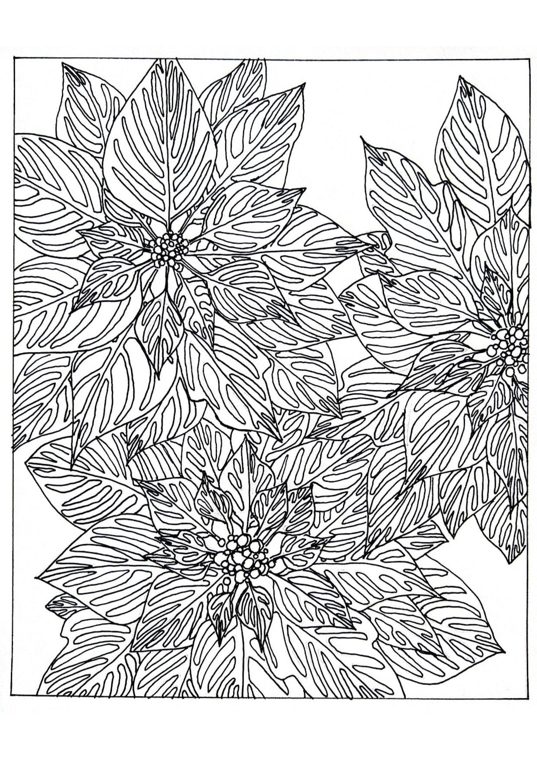 Poinsettia Coloring Page - Etsy