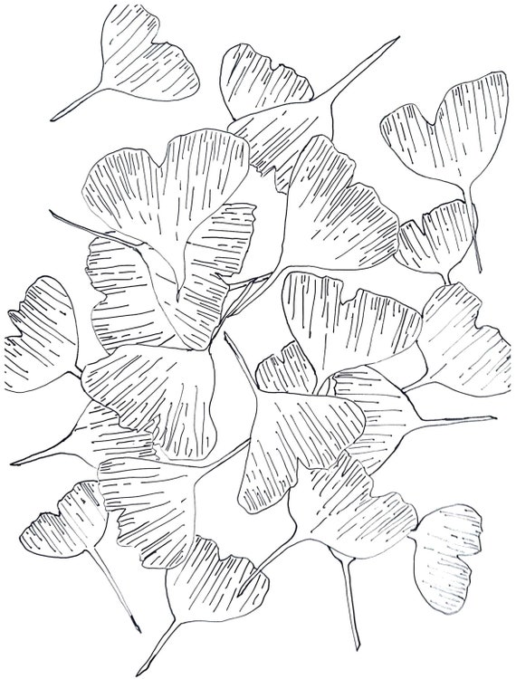 Ginkgo Coloring Page - Etsy