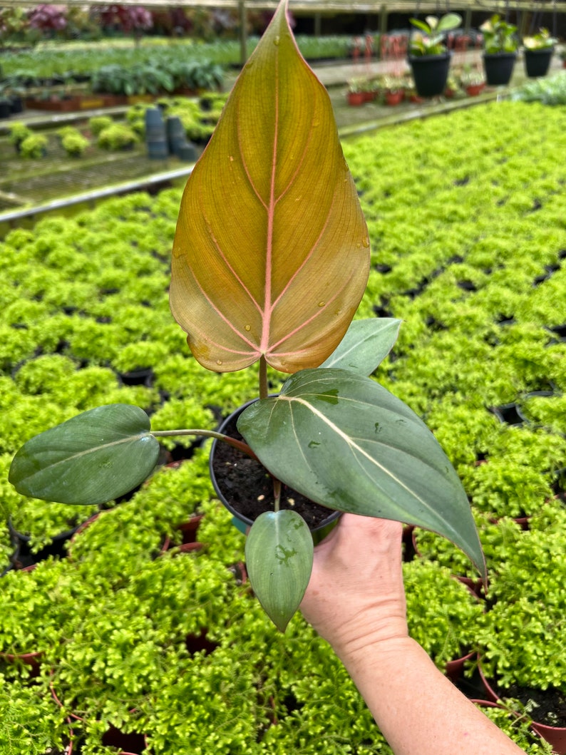 6 Philodendron Summer Glory RARE TROPICAL Rare Plant Etsy