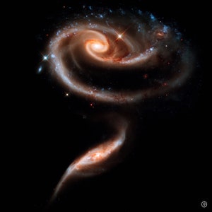 Puede incluir: Una galaxia espiral en el espacio, que se asemeja a una rosa con un tallo largo. La galaxia es una mezcla de colores naranja, rojo y azul sobre un fondo negro.