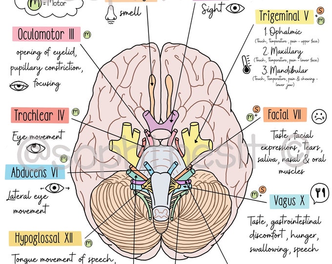 Cranial Nerves - Etsy