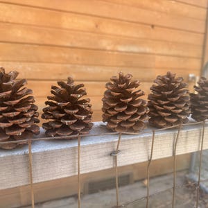 May include: Five brown pine cones arranged in a horizontal row. Each pine cone features a woody, layered texture with distinct, overlapping scales. The pine cones vary slightly in size and shape, displaying natural brown tones and a conical structure.