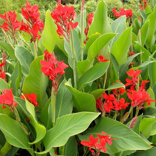 Canna Lily (Canna Indica) | Indian Shot