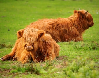 Highland Cows resting in a Scottish Field, Scotland, Digital Print Download, Printable Wall Art, Coos