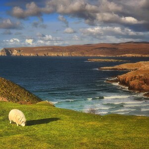 A Lone Sheep Grazing near the Ocean in the Highlands, Scotland, Digital Print Download, Printable Wall Art