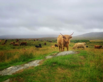 Vacas das montanhas em um campo escocês, Escócia, download de impressão digital, arte de parede para impressão, Coos