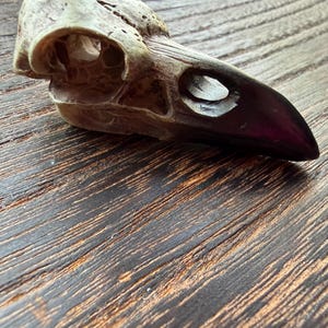 May include: A detailed, weathered raven skull replica. The skull is a light beige color with dark brown accents, and the beak is a deep burgundy. The eye sockets and nasal cavity are hollow, adding to the realistic appearance. The skull rests on a dark wood surface.