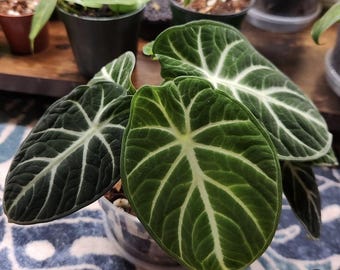 Alocasia Ninja Tricolor - Etsy