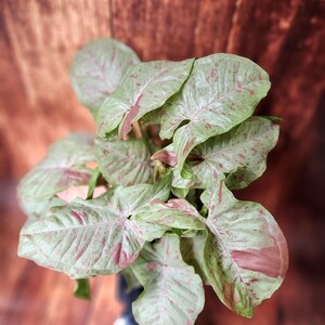 Syngonium Milk Confetti
