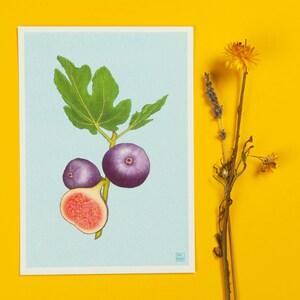 Feige bunter Druck (A5) | Digitale Illustration