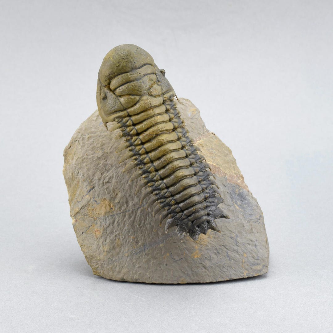 Fine « Flying » Trilobite Cheirurus (crotalocephalina) Gr. Gibbus - Etsy