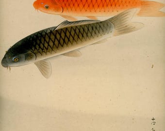 Original Japanese Koi Painting by Kosen (古泉) – Vintage Shikishi Art, Showa Era