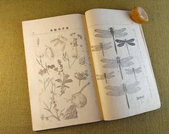 Books of era and meaning - antique Japanese book, school science, Taisho 1925