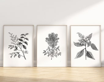 Set of 3 Wall Art, Flower Prints, Botany Art, Botanical Wall Art, Printable Wall Art