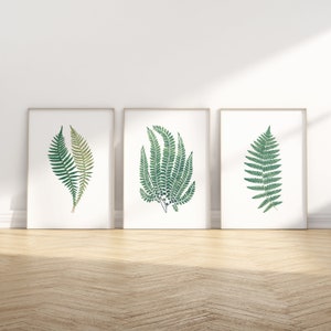 Fern Wall Art, Botany Art, Set of Three Wall Art, Botanical Poster Set