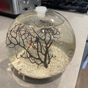 Hand Crafted Self Sustaining Open Glass Shrimp EcoSphere Shrimparium Perfect For Keeping Opae Ula Shrimp Accommodates 15 Opae Ula Shrimp image 3