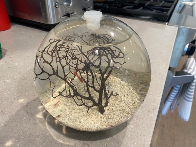 Hand Crafted Self Sustaining Open Glass Shrimp EcoSphere Shrimparium Perfect For Keeping Opae Ula Shrimp Accommodates 15 Opae Ula Shrimp image 3