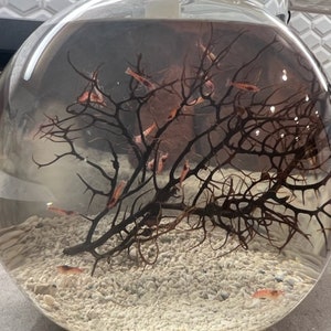 Hand Crafted Self Sustaining Open Glass Shrimp EcoSphere Shrimparium Perfect For Keeping Opae Ula Shrimp Accommodates 15 Opae Ula Shrimp image 2