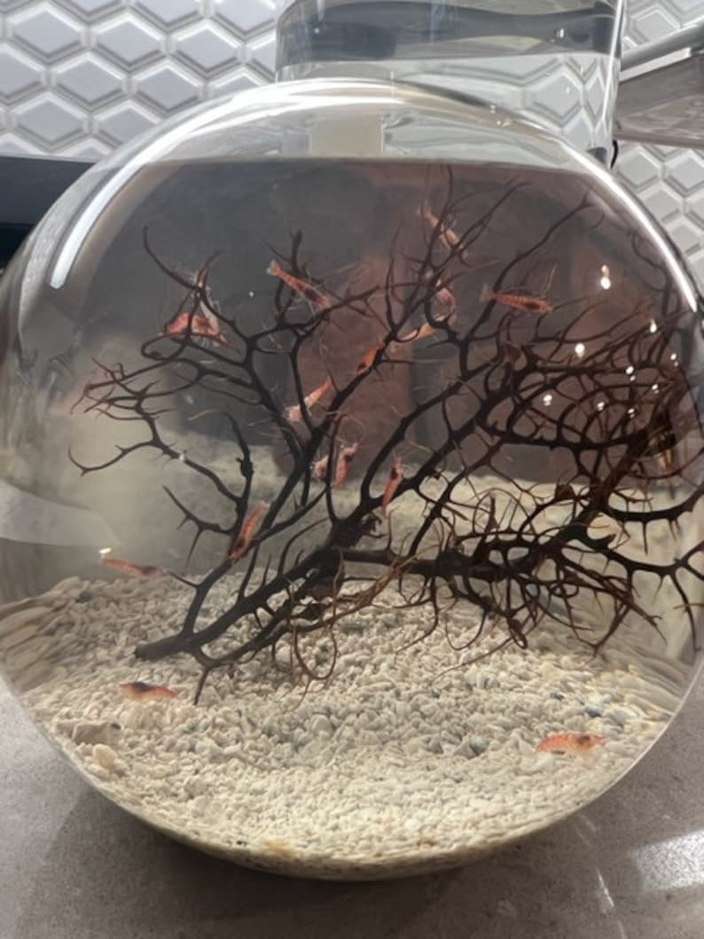 Hand Crafted Self Sustaining Open Glass Shrimp EcoSphere Shrimparium Perfect For Keeping Opae Ula Shrimp Accommodates 15 Opae Ula Shrimp image 2