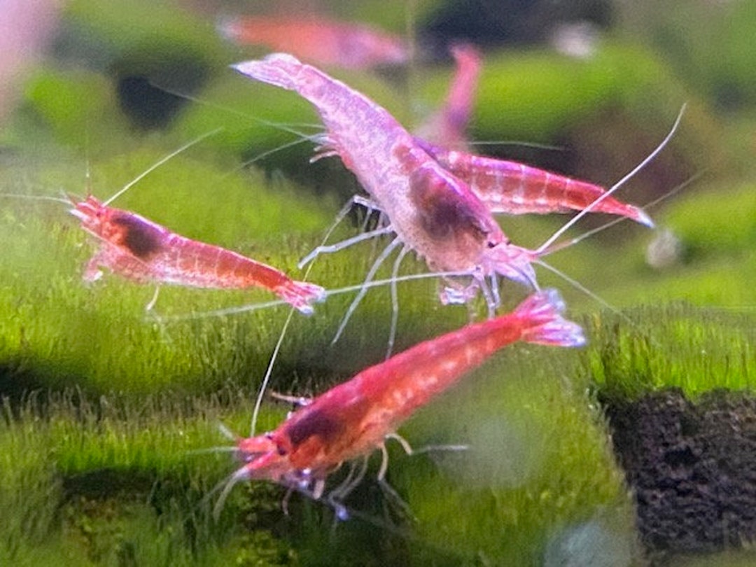 10 Live Hawaiian Red Shrimp Aka Opae Ula Volcano Shrimp Etsy