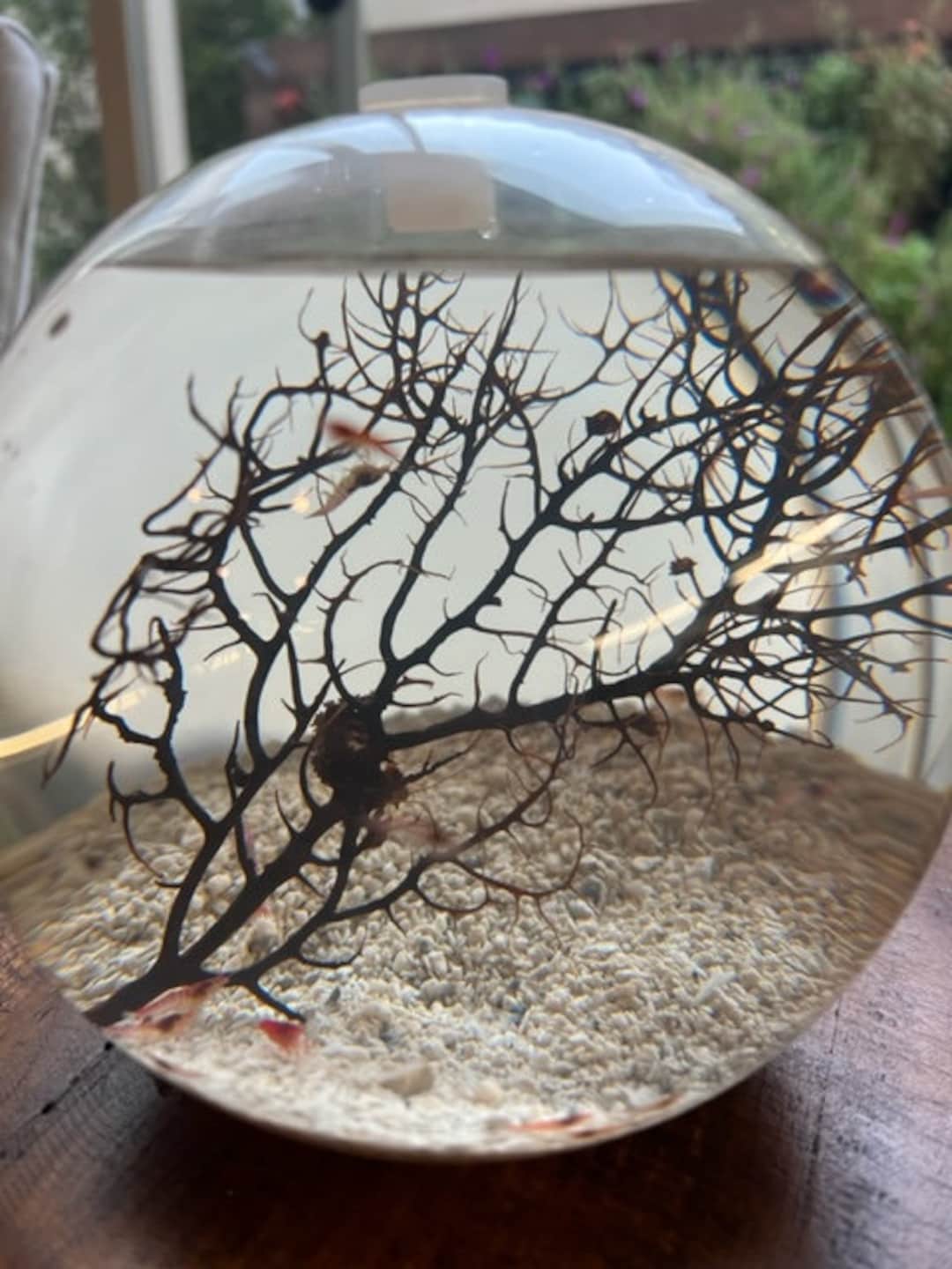 Hand Crafted Self Sustaining Open Glass Shrimp Ecosphere