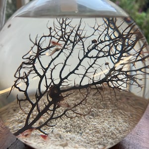 Hand Crafted Self Sustaining Open Glass Shrimp EcoSphere Shrimparium Perfect For Keeping Opae Ula Shrimp Accommodates 15 Opae Ula Shrimp image 1