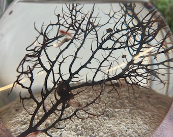 Hand Crafted Self Sustaining Open Glass Shrimp EcoSphere  Shrimparium Perfect For Keeping Opae Ula Shrimp Accommodates 20 Opae Ula Shrimp