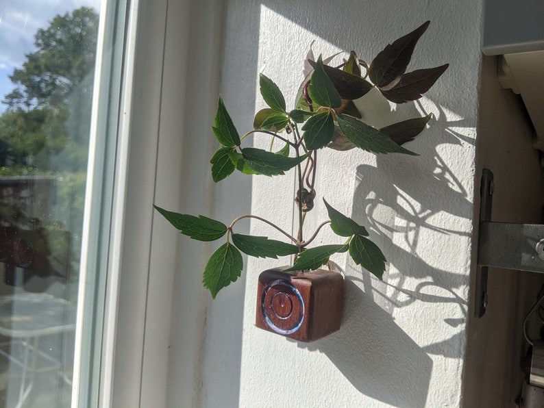 Mini cube vase / reclaimed wood test tube vase / wall vase / propagation station 2 (big circles)