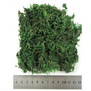 May include: A pile of preserved green moss, ideal for crafting and decorative projects. The moss is shown next to a ruler measuring 13 centimetres.